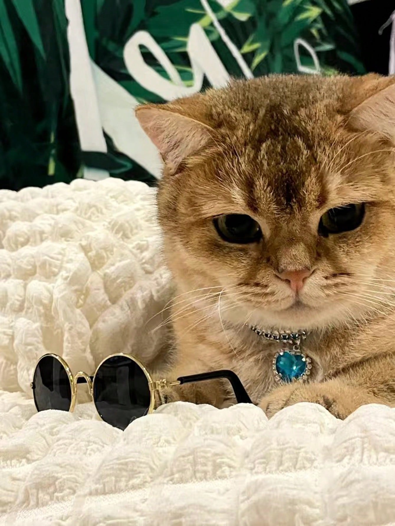 نظارات حيوانات الأليفة الملونة بالذهب والوردي والأخضر، إكسسوار الحيوانات الأليفة المضحكة بتصميم شخصية الدب للقطط والكلاب