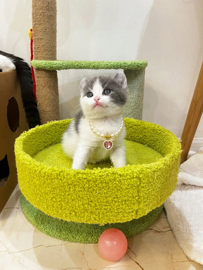 قلادة قلب الحيوانات الأليفة - طوق قابل للتعديل، يحتوي على لؤلؤ صناعي، يناسب الكلاب والقطط والحيوانات الصغيرة - إكسسوار عصري ومريح لحيوانك الأليف الحبيب