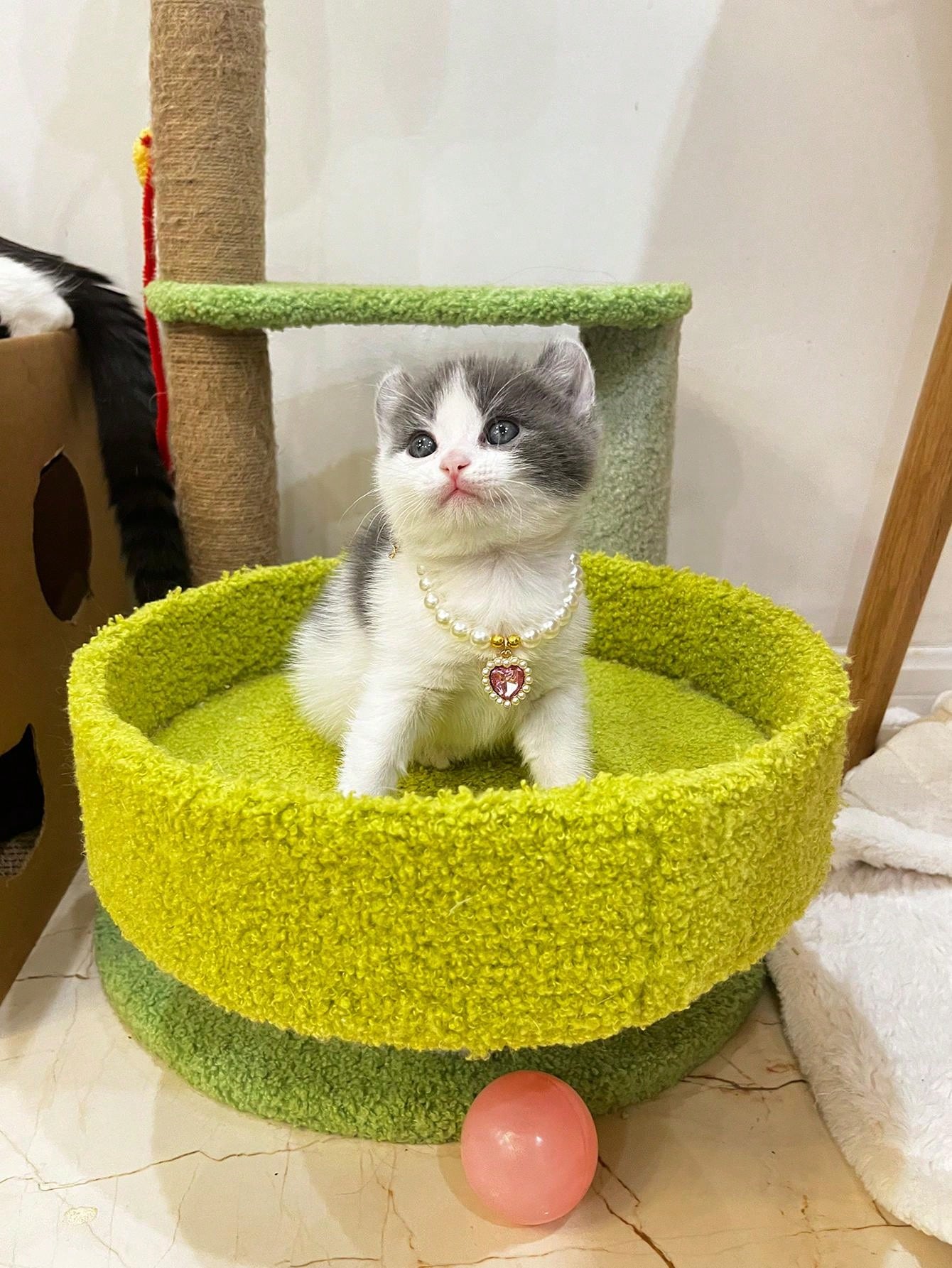 قلادة قلب الحيوانات الأليفة - طوق قابل للتعديل، يحتوي على لؤلؤ صناعي، يناسب الكلاب والقطط والحيوانات الصغيرة - إكسسوار عصري ومريح لحيوانك الأليف الحبيب