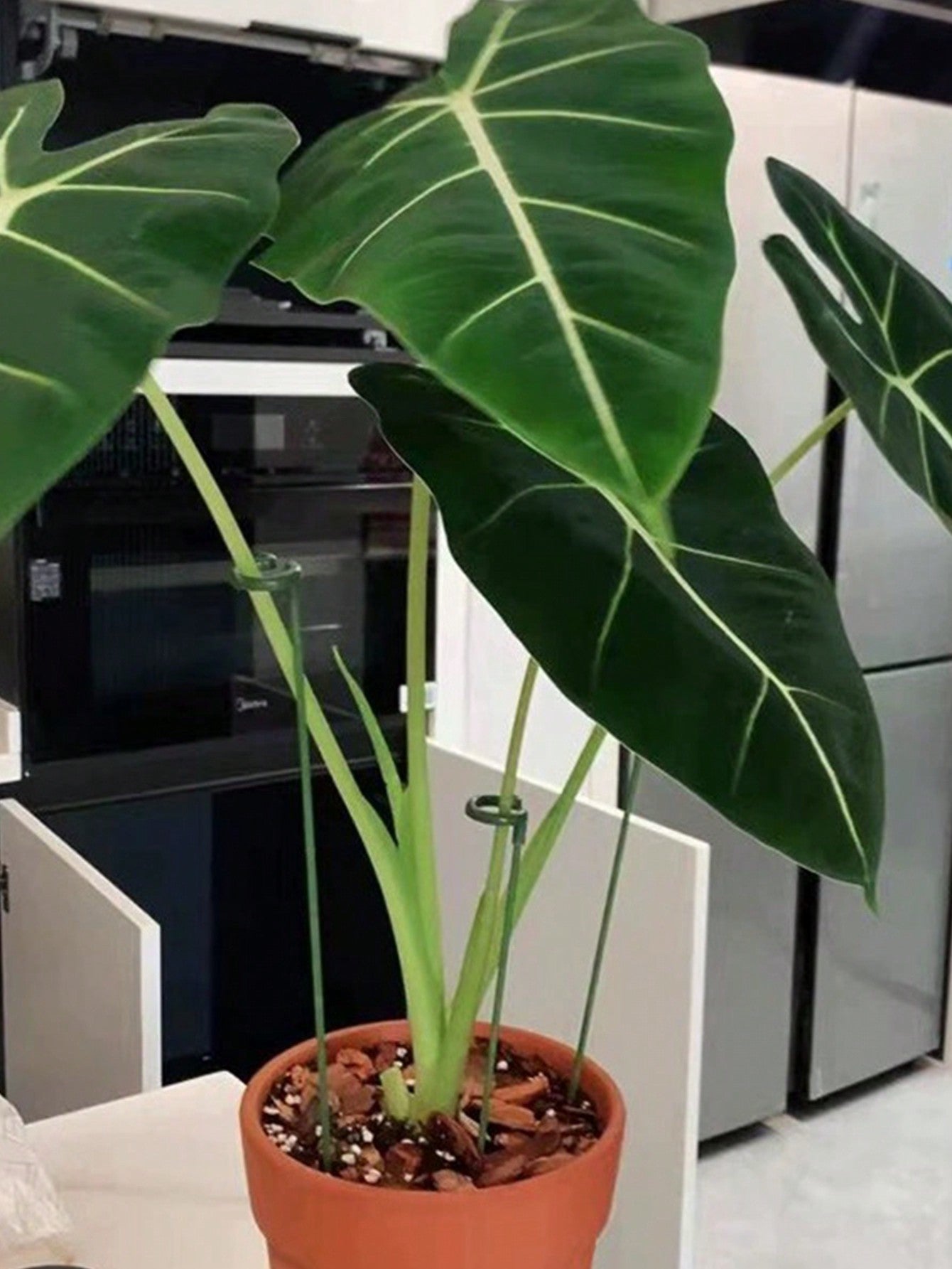 أعمدة دعم بلاستيكية بعددها 10 قطع لدعم وتسليق النباتات المزروعة مع خطافات لحامل الأوركيد الفيلينوبس