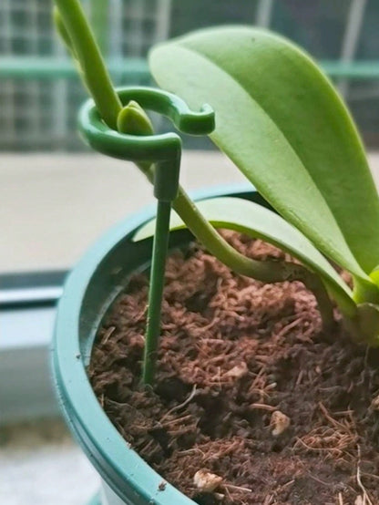 أعمدة دعم بلاستيكية بعددها 10 قطع لدعم وتسليق النباتات المزروعة مع خطافات لحامل الأوركيد الفيلينوبس