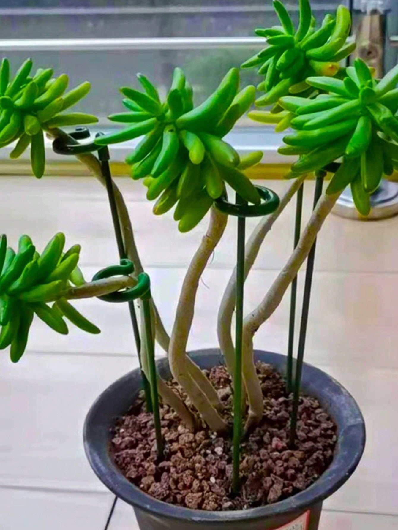 أعمدة دعم بلاستيكية بعددها 10 قطع لدعم وتسليق النباتات المزروعة مع خطافات لحامل الأوركيد الفيلينوبس