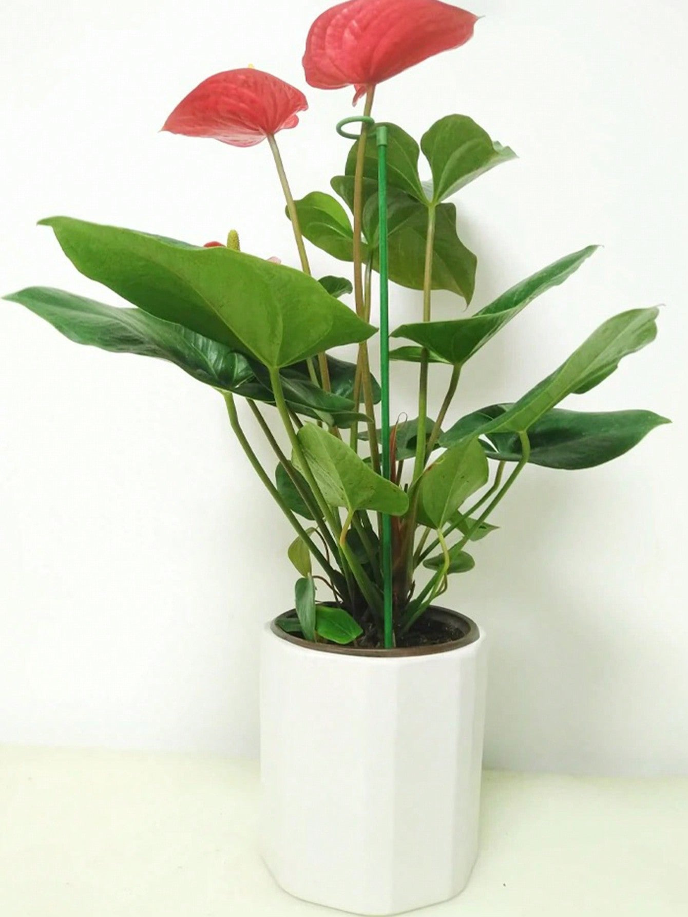 أعمدة دعم بلاستيكية بعددها 10 قطع لدعم وتسليق النباتات المزروعة مع خطافات لحامل الأوركيد الفيلينوبس