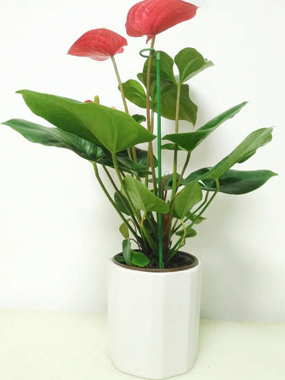 أعمدة دعم بلاستيكية بعددها 10 قطع لدعم وتسليق النباتات المزروعة مع خطافات لحامل الأوركيد الفيلينوبس