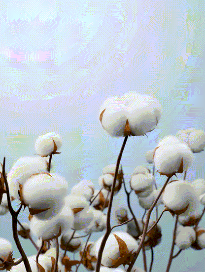 http://img.ltwebstatic.com/v4/g/pi/2025/08/27/4e/1756285293cb2c0f8921e518f9751a608c58288d8f.gif