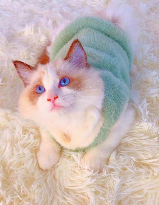 سترة الحيوانات الأليفة